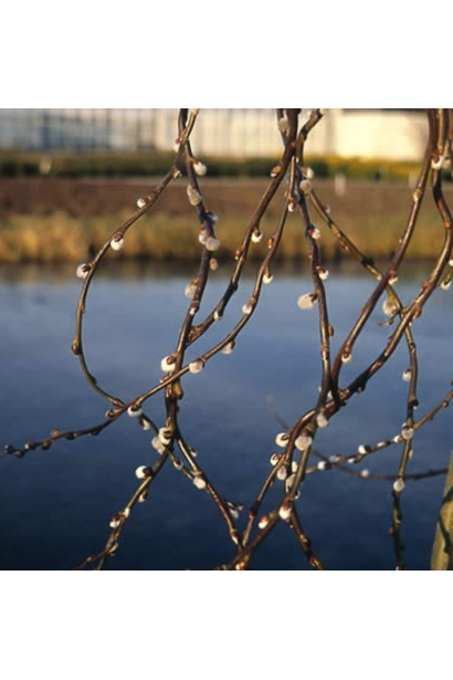 Сіро-бурі кручені пагони верби Керлі Локс